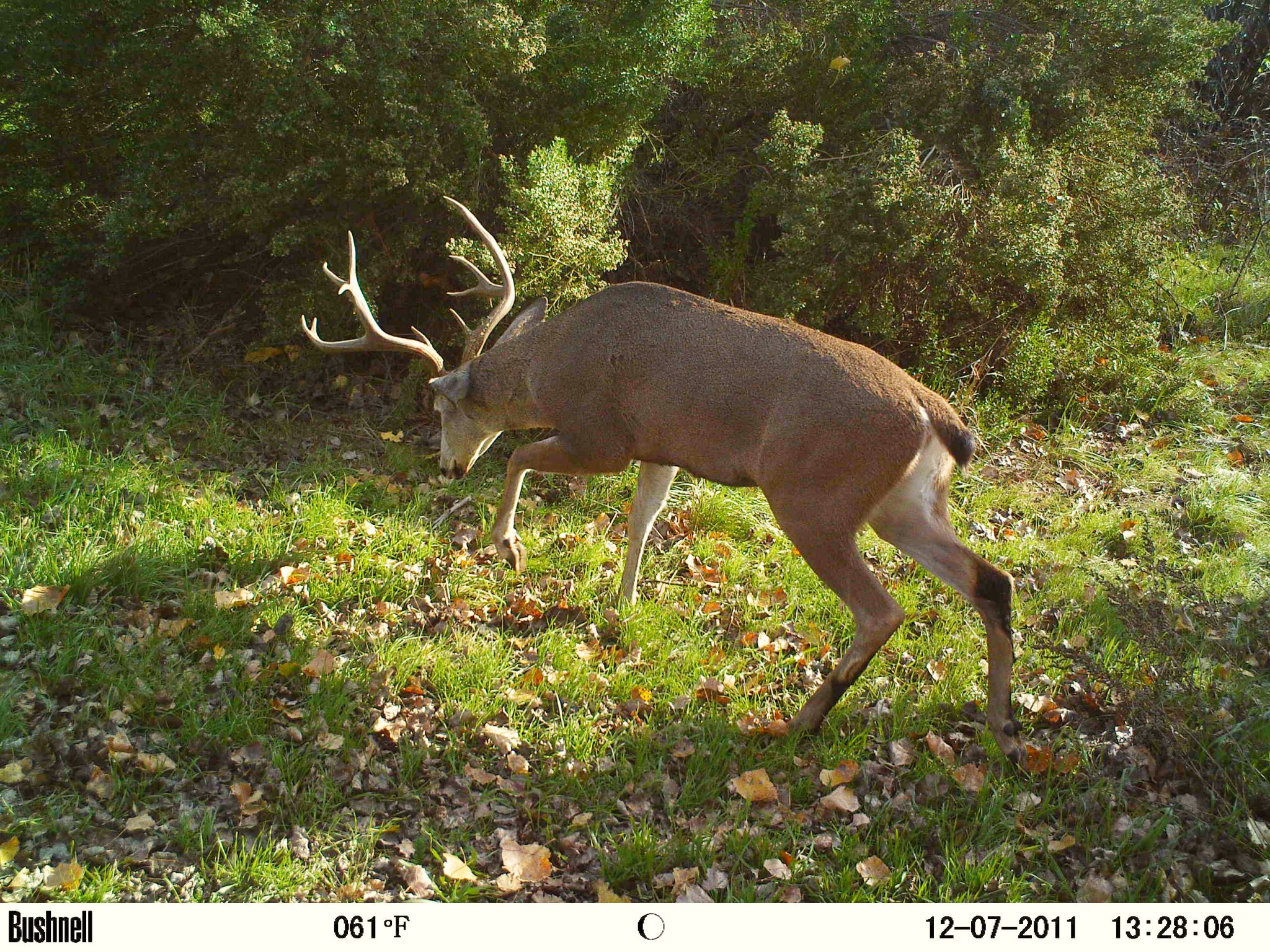 6 Tips and Tricks When Using a Game and Trail Camera 1