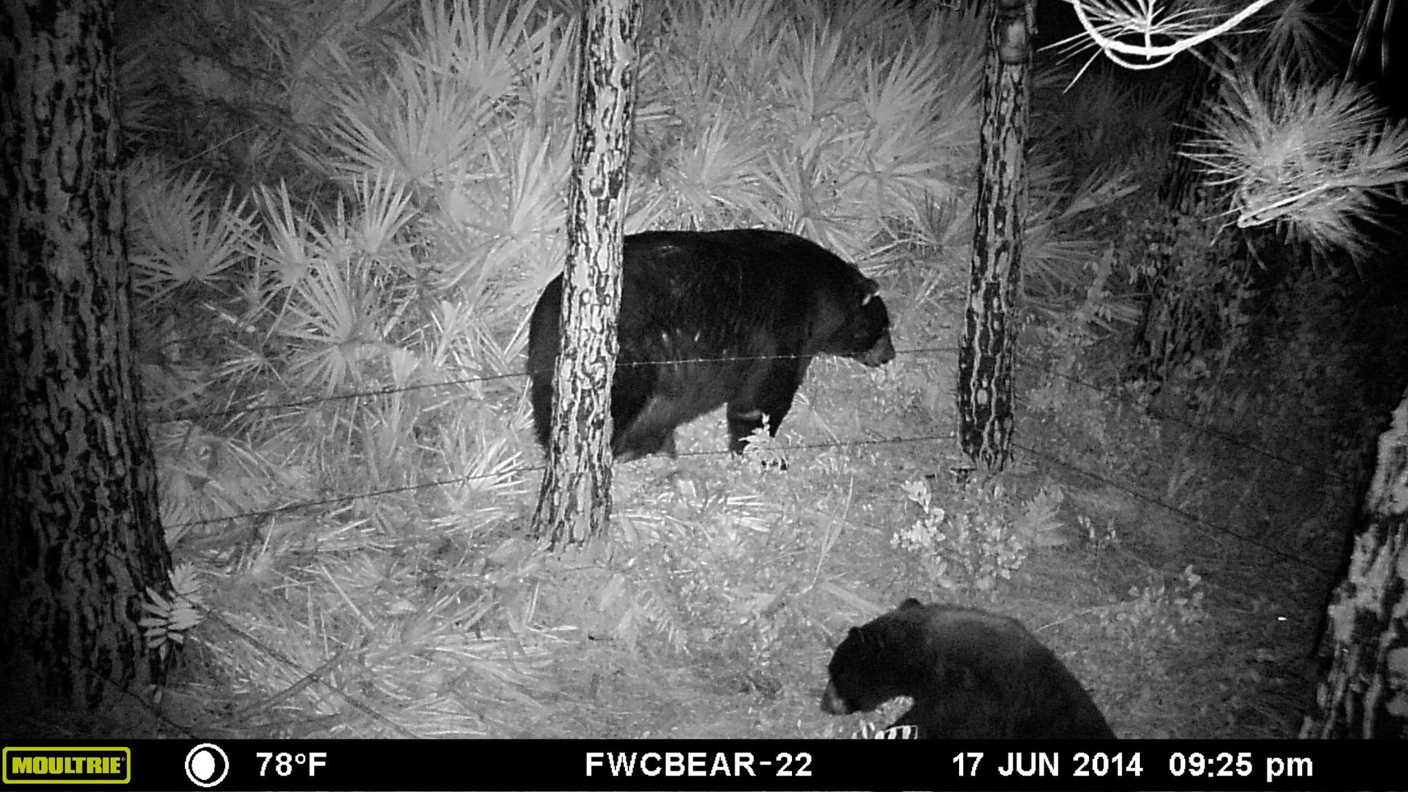 14 Mistakes to Avoid When Using a Game and Trail Camera 2