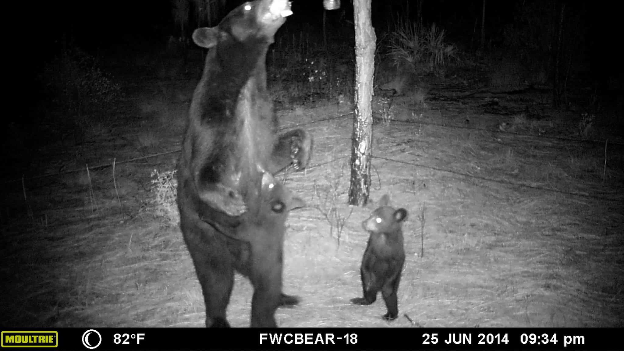 7 Trail Camera Myths You Should Stop Believing 2