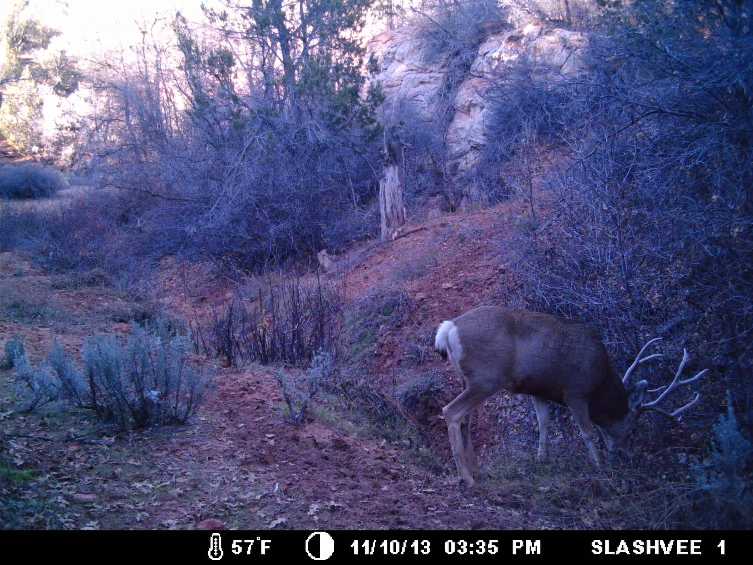 7 Trail Camera Myths You Should Stop Believing 3