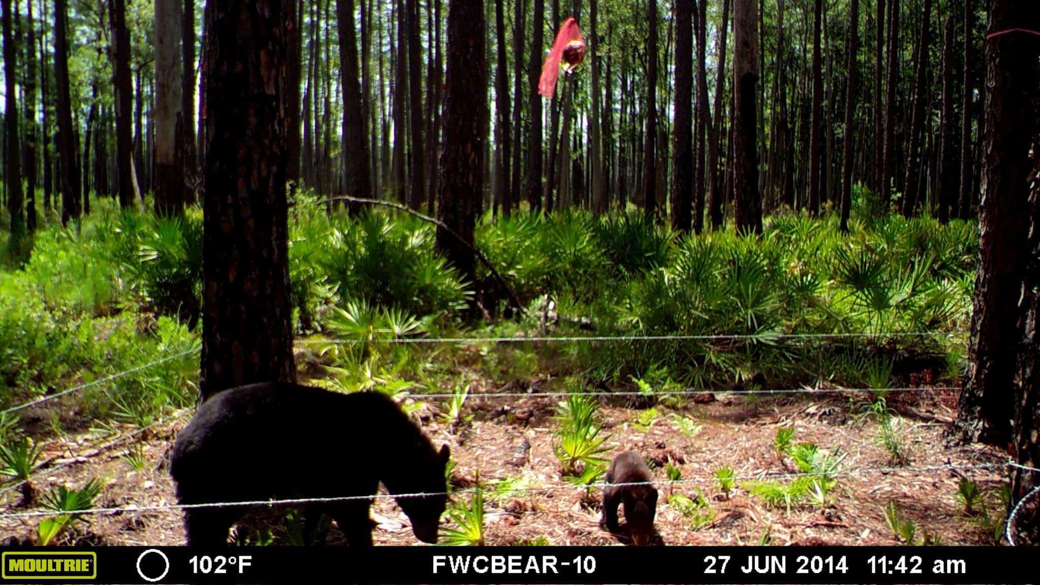 7 Trail Camera Myths You Should Stop Believing