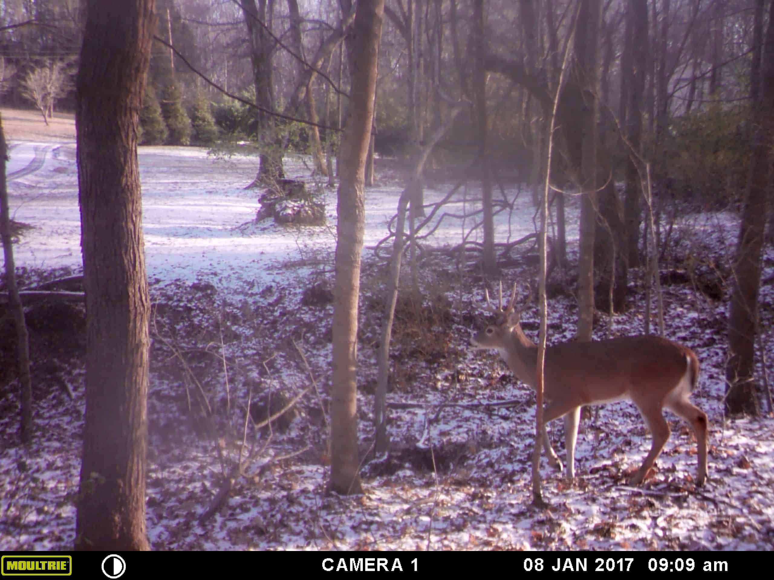 How Does A Game Trail Camera Work 2