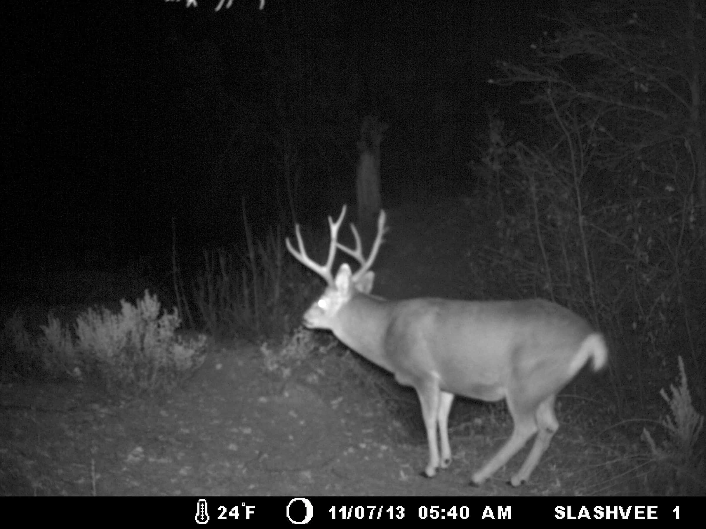 How Does A Game Trail Camera Work 3
