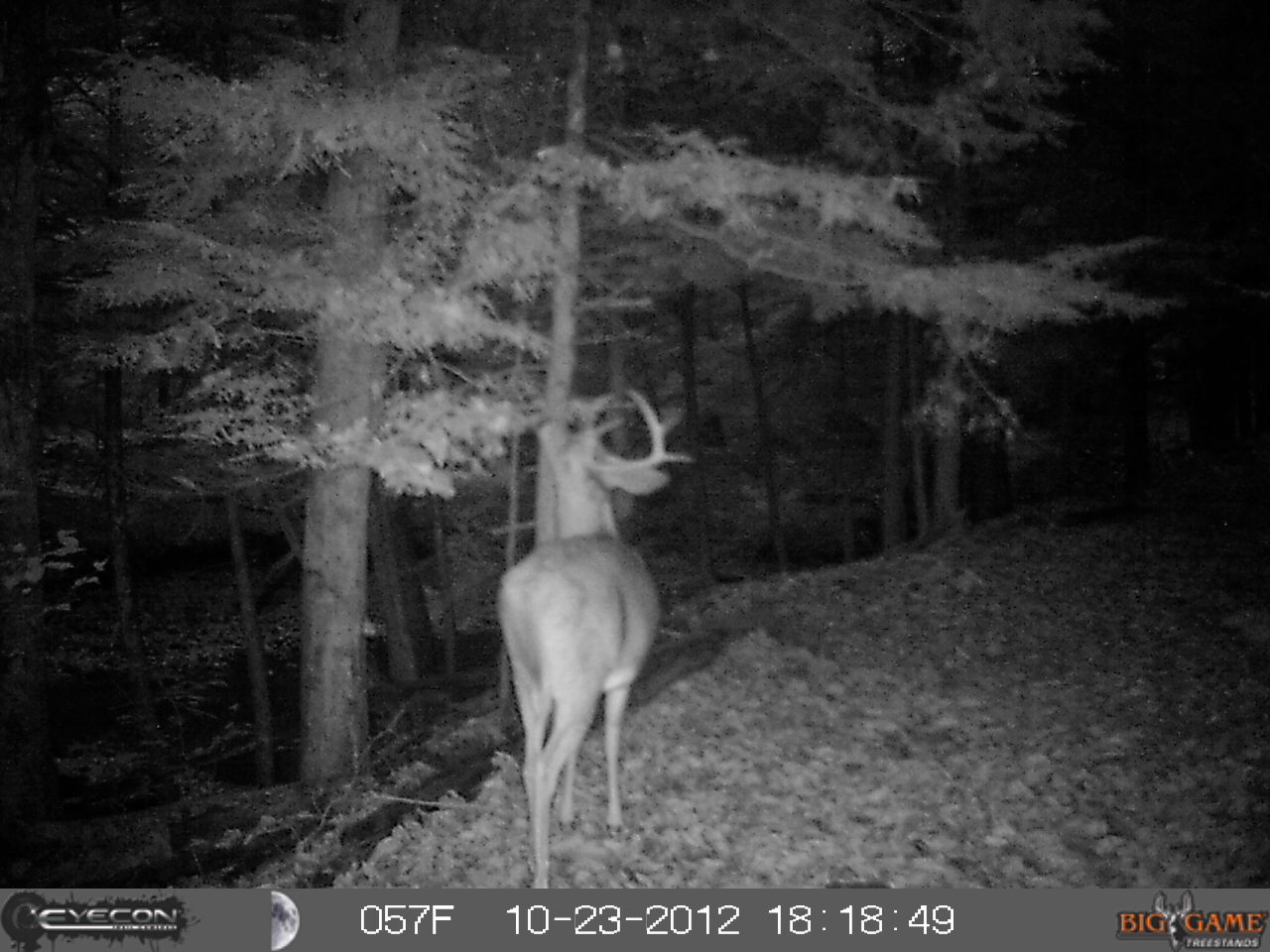 How To Hide A Game Trail Camera 2
