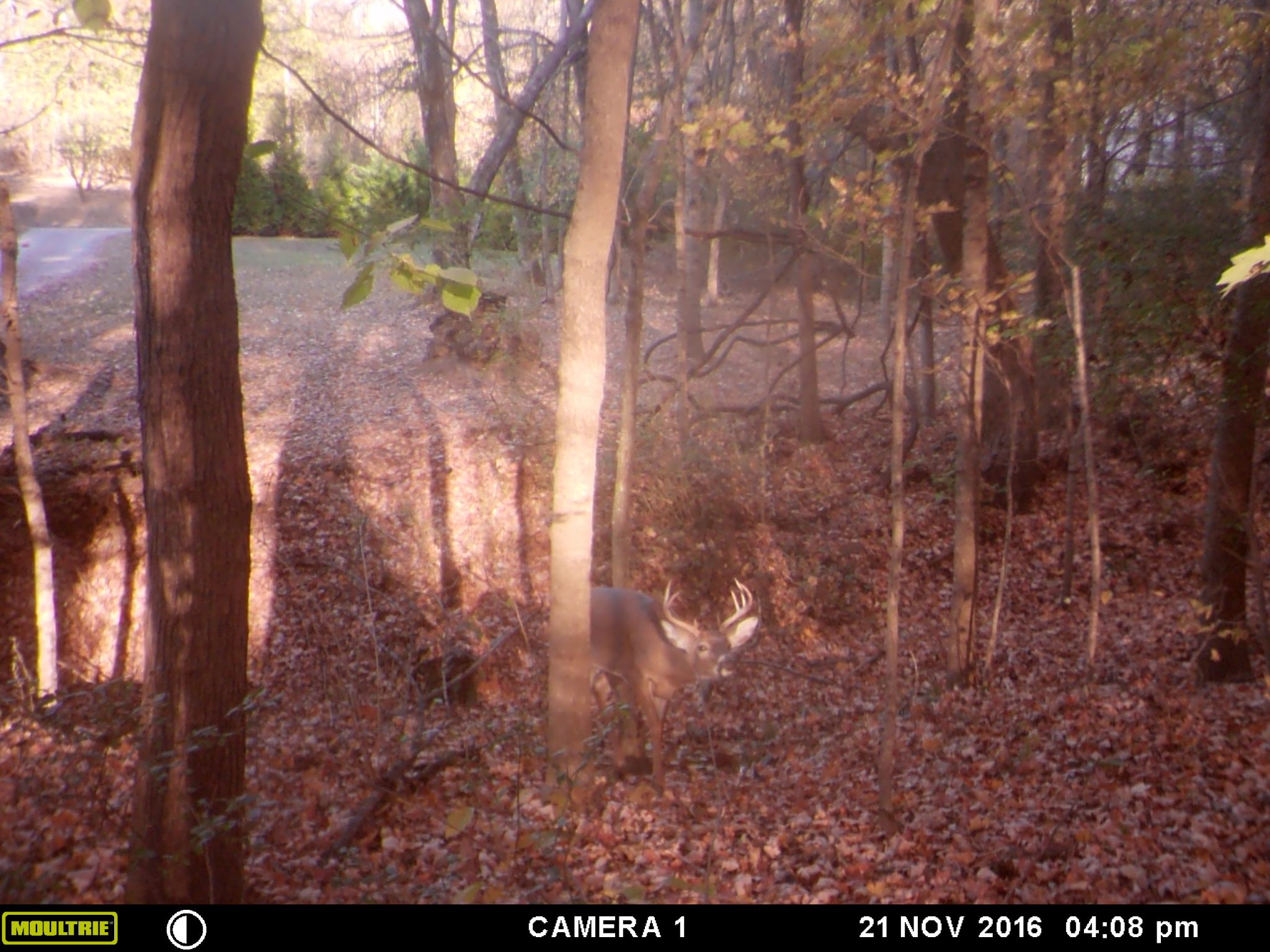 How To Hide A Game Trail Camera