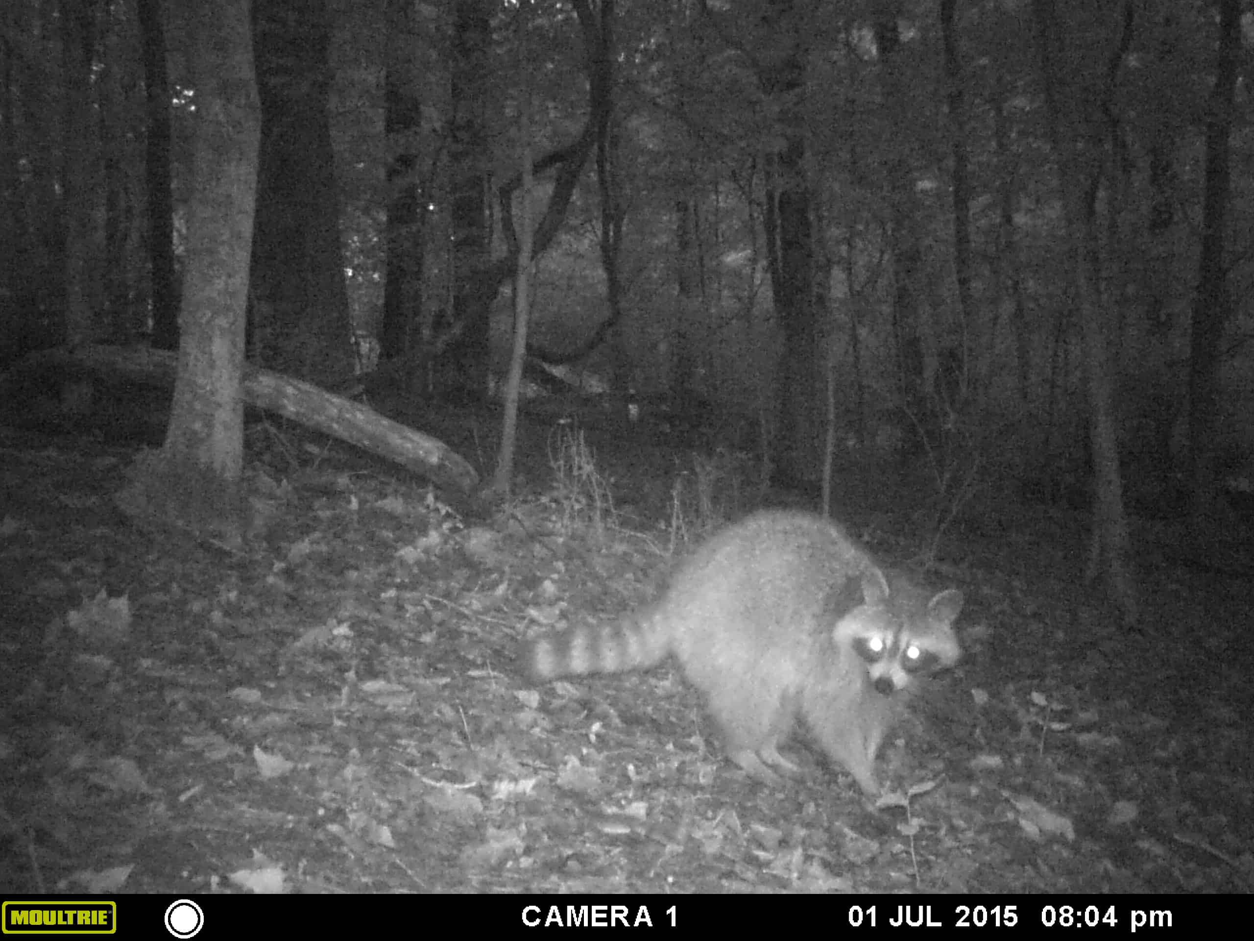 How To Secure A Game Trail Camera 1