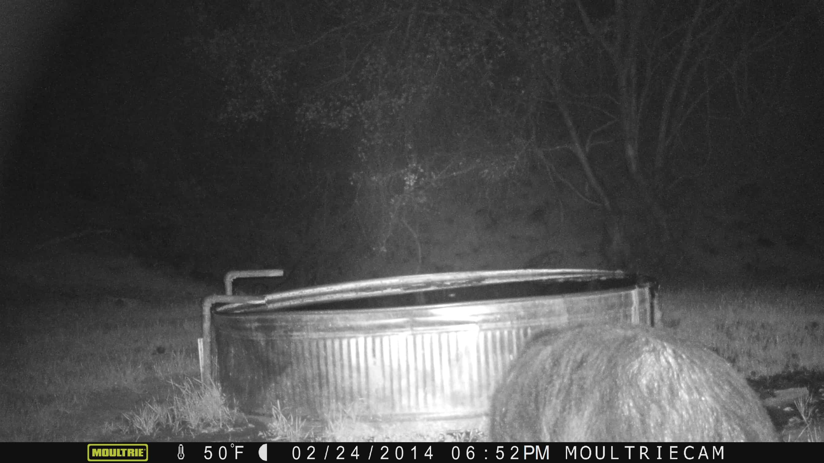 How To Use A Game Trail Camera For Security - motion sensor