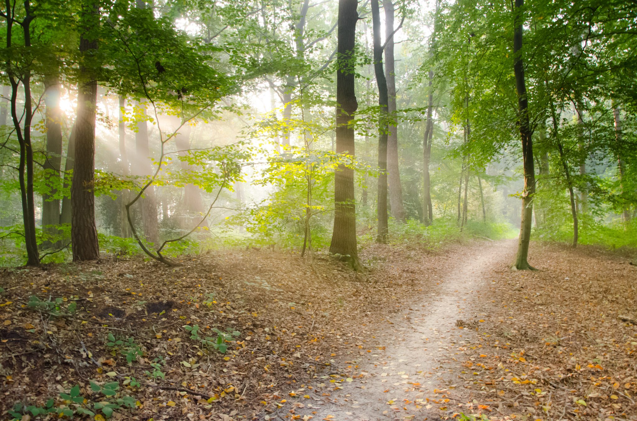 How and Where to spot a Game Trail