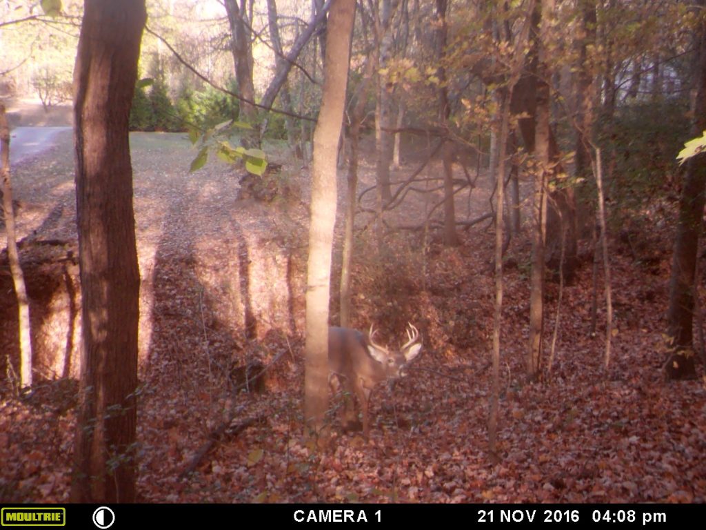 How To Hide A Game Trail Camera Trail Camera Guide